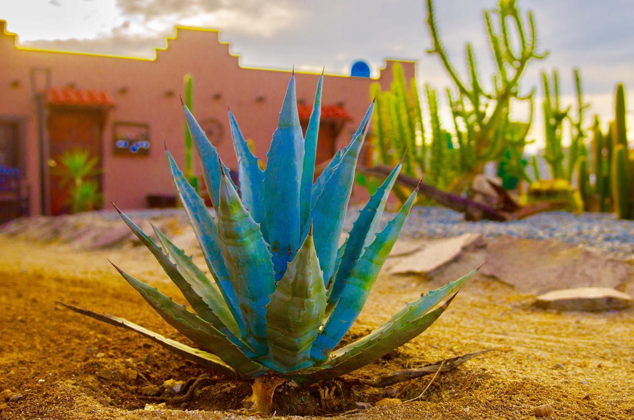 El Alamo Hotell Valle de Guadalupe Eksteriør bilde